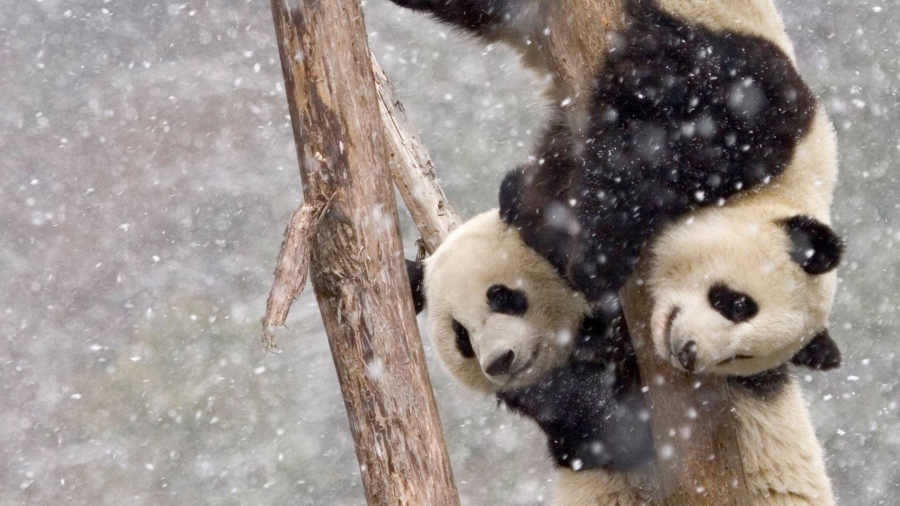 中国四川 、【今日大雪】暴风雪中两只在树干上攀爬的大熊猫