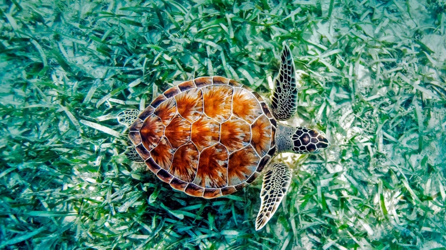 夏威夷的绿海龟 