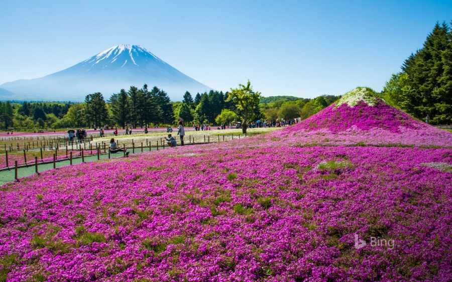 日本山梨县 、富士山与丛生福禄考花田