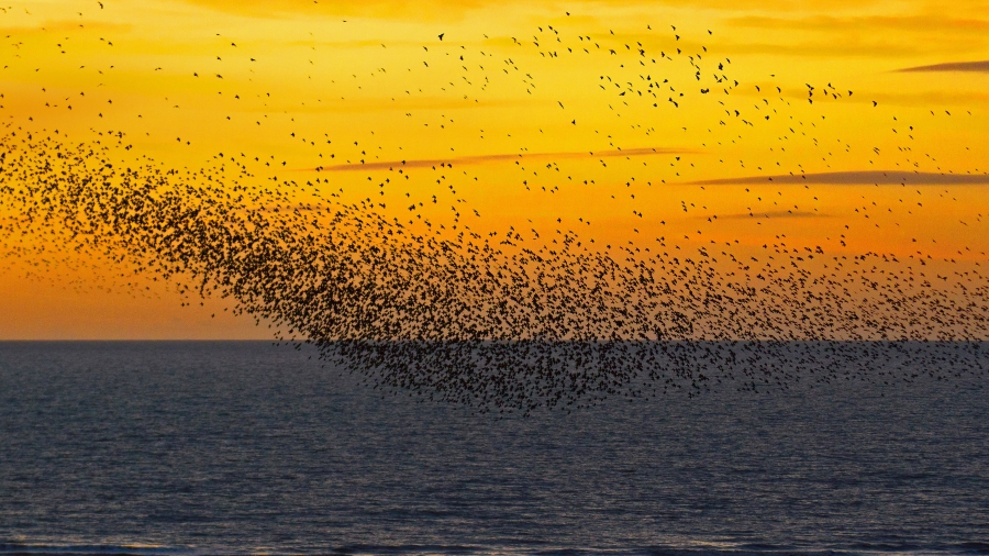 英格兰布莱克浦 、夕阳下的椋鸟