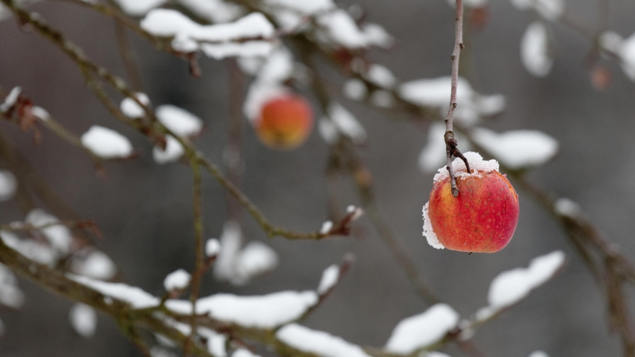 一枚红苹果挂在被大雪压断的树枝上 