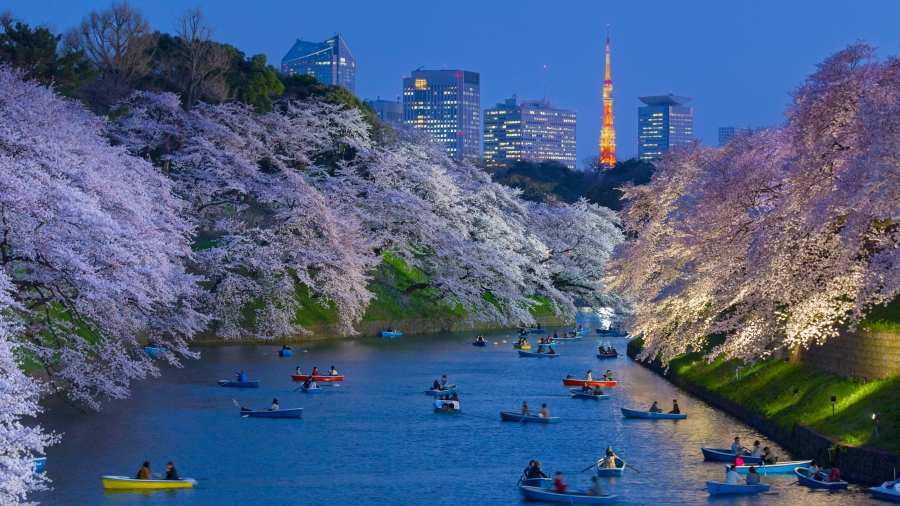 日本东京 、以东京塔为背景皇宫附近盛开的樱花