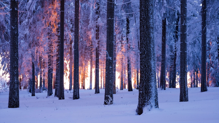 日落时分被雪覆盖的挪威云杉林、德国图林根 