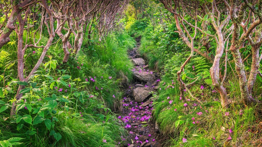 飘落的杜鹃花瓣铺在Grassy Ridge Bald山的小径上、北卡罗莱纳州皮斯加国家森林 