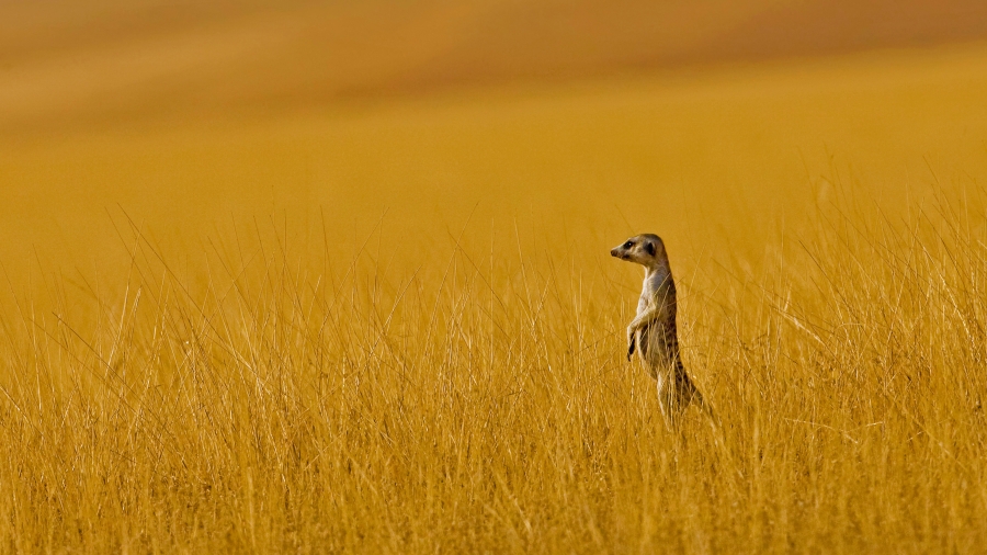 纳米比亚的猫鼬、A meerkat in Namibia 