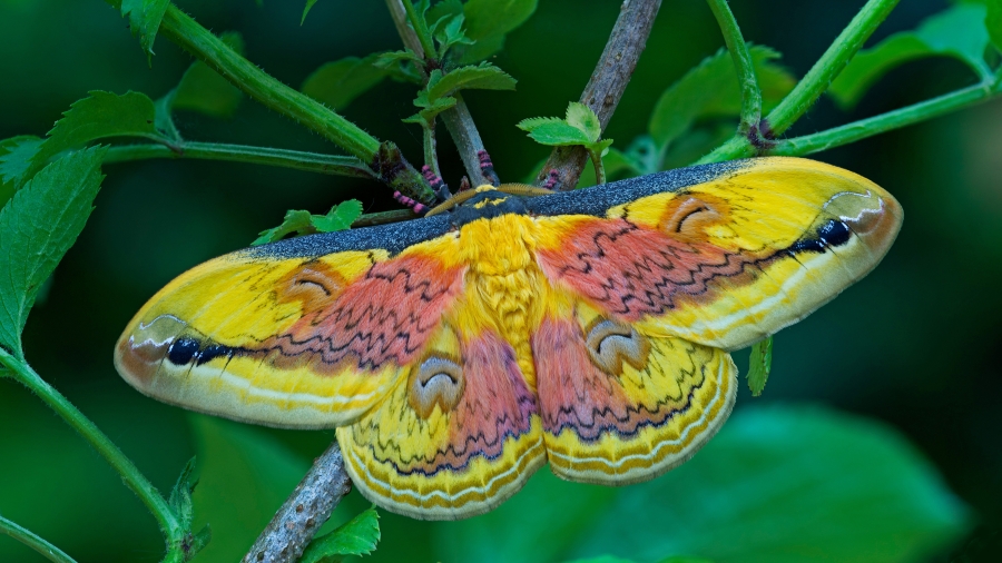 一只豹大蚕蛾、A Loepa oberthuri moth 