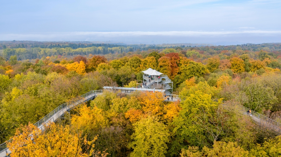 Treetop walkway in Hainich National Park、 Thuringia、 Germany 