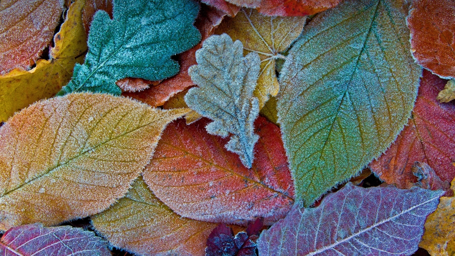 Autumn leaves coated with frost 、秋天落叶