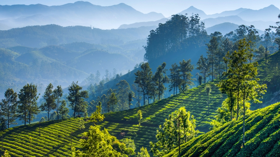 慕那尔山区的茶园、印度喀拉拉邦 