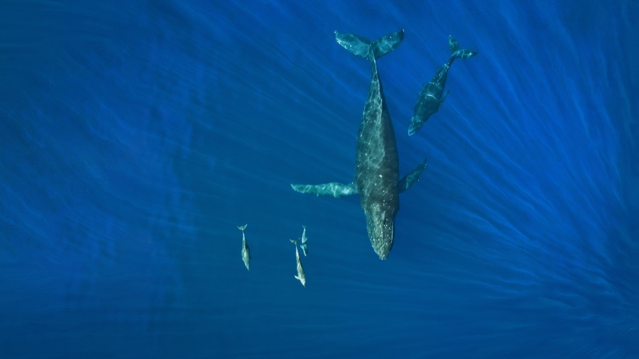 在海洋里畅游的座头鲸和海豚、美国夏威夷州 