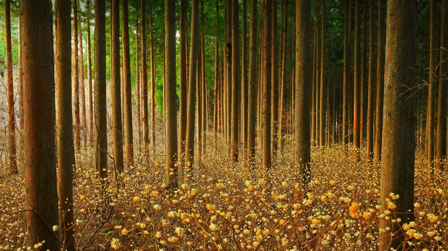 森林中的结香花、日本 