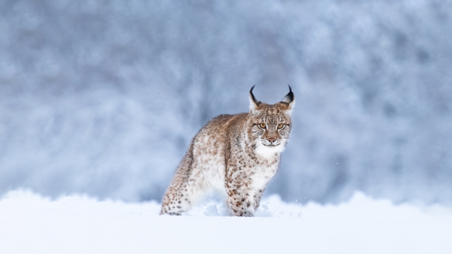 雪中的欧亚猞猁 