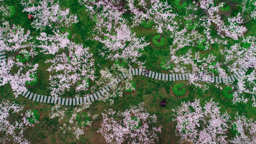 上海的樱花、中国 