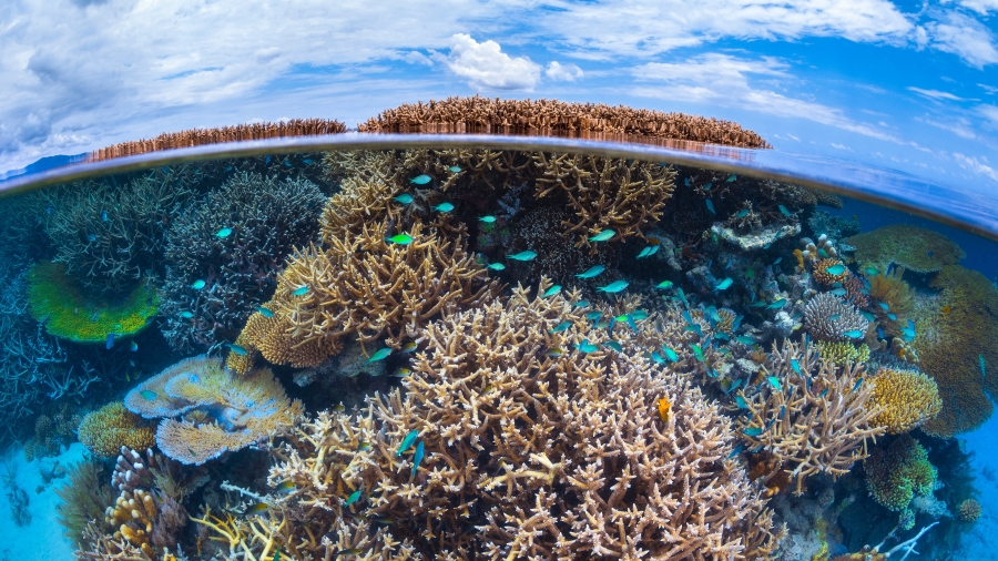 C┱or┱al reef in the Indian Ocean、 Mayotte、 France 