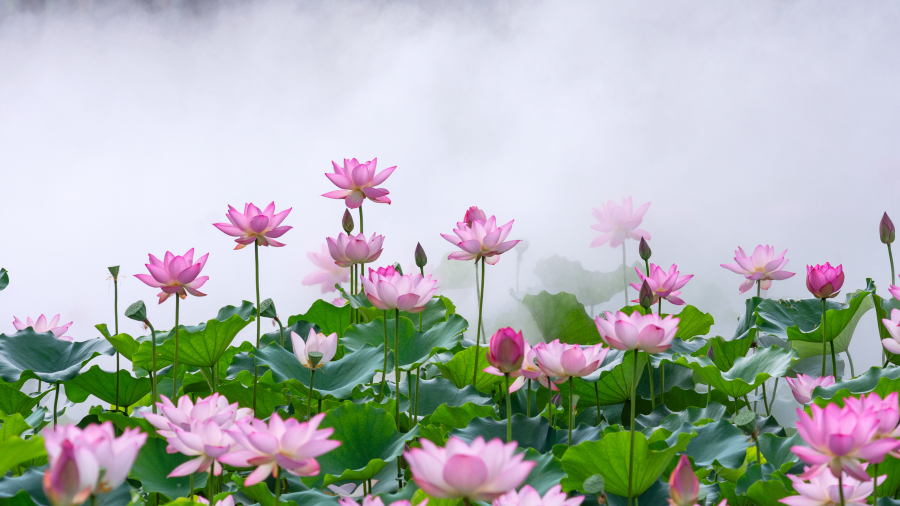 雾中莲花，中国佛山 