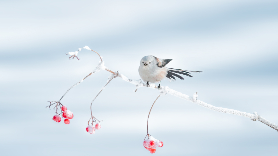 栖息在树枝上的北长尾山雀，大庆市，中国黑龙江省 