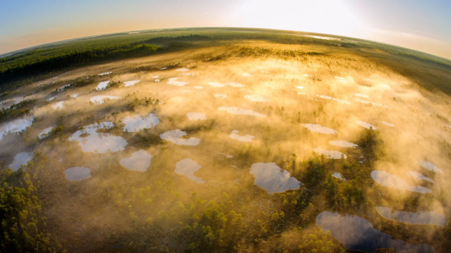 阿拉姆-佩德亚自然保护区，塔尔图县，爱沙尼亚 
