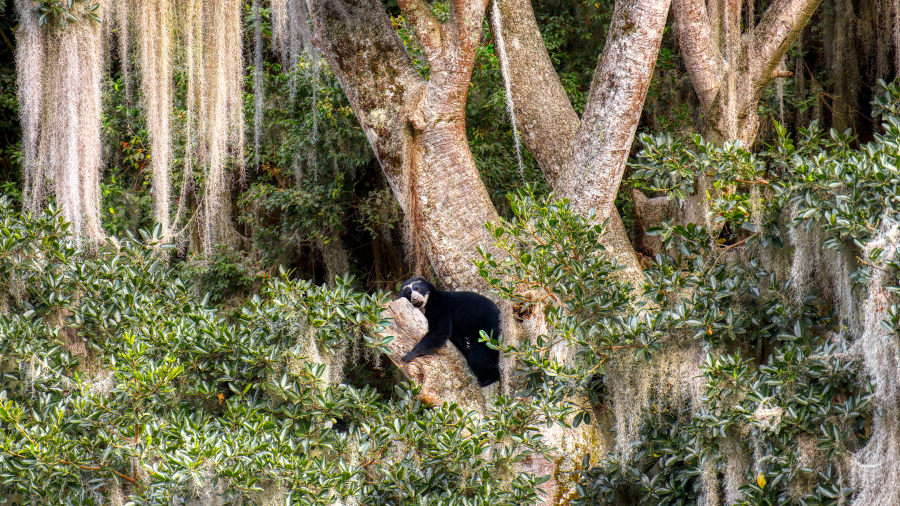 眼镜熊在树上休息, 厄瓜多尔 