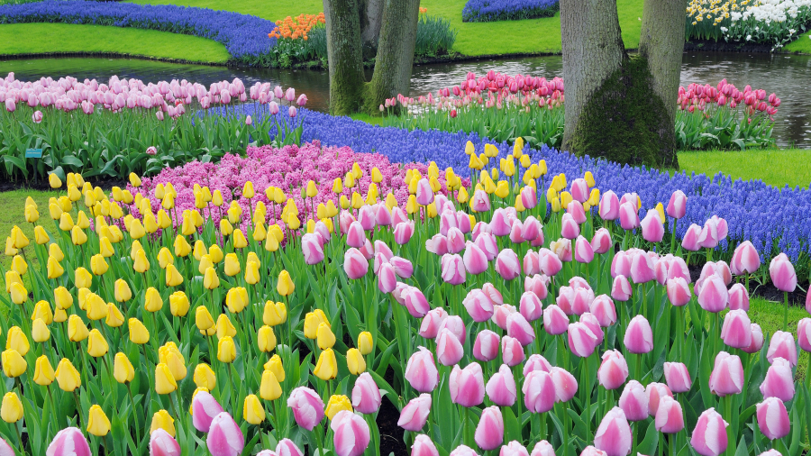 葡萄风信子和郁金香, 库肯霍夫花园, 利塞, 荷兰 